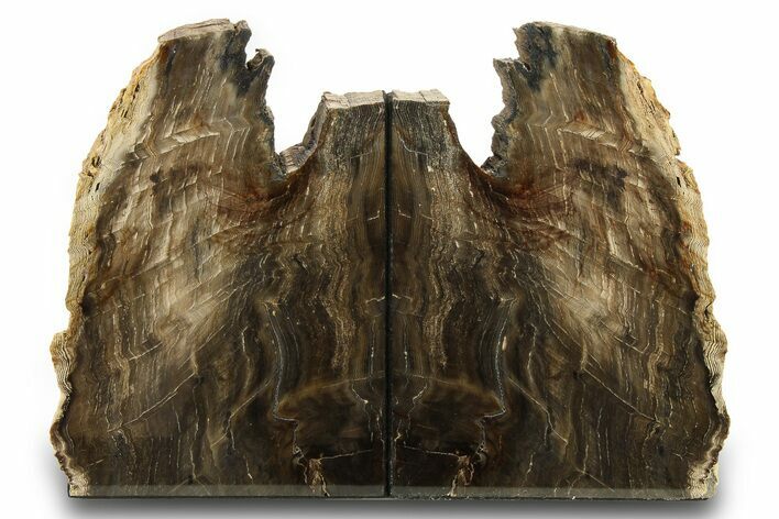 Polished Petrified Wood Bookends - Washington #274864